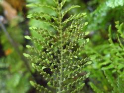 Notogrammitis heterophylla. Abaxial surface of fertile frond with elliptic sori.
 Image: L.R. Perrie © Leon Perrie CC BY-NC 3.0 NZ